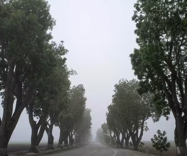 tree-lined-road-600x500 Tree lined road